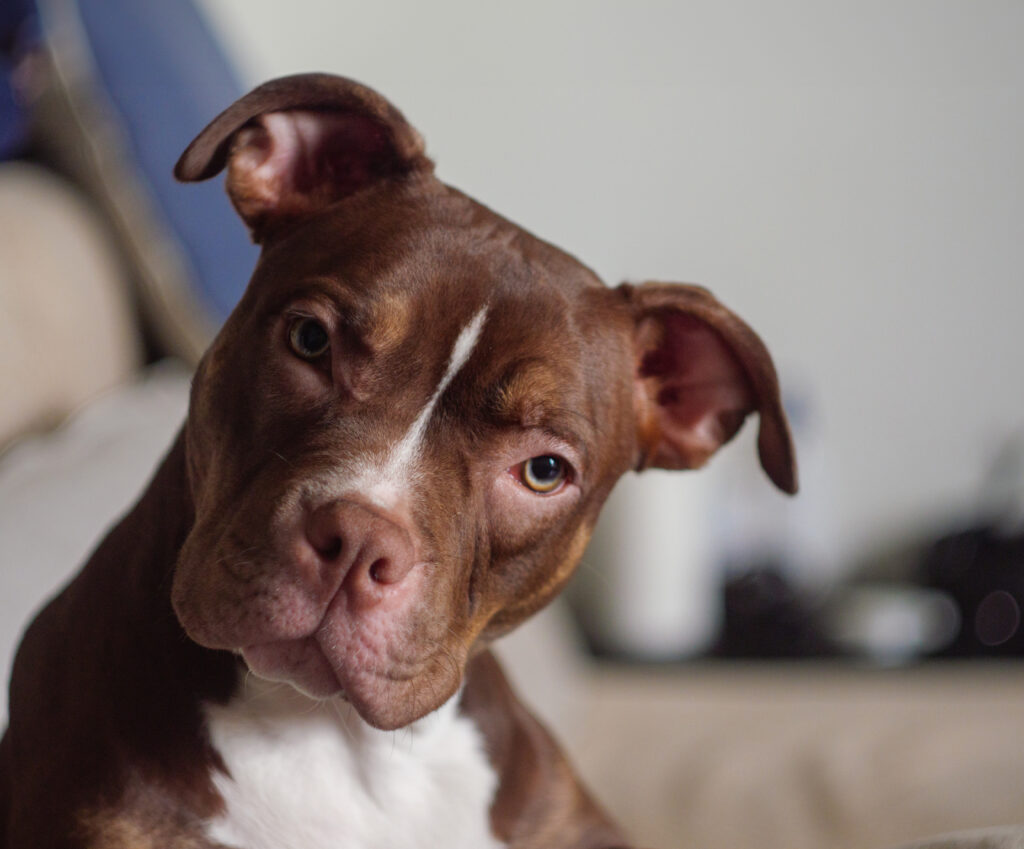 Ma chienne American Bully - Tya